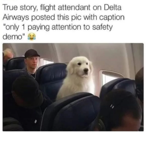 True story, flight attendant on Delta Airways posted this pic with caption "only 1 paying attention to safety demo"