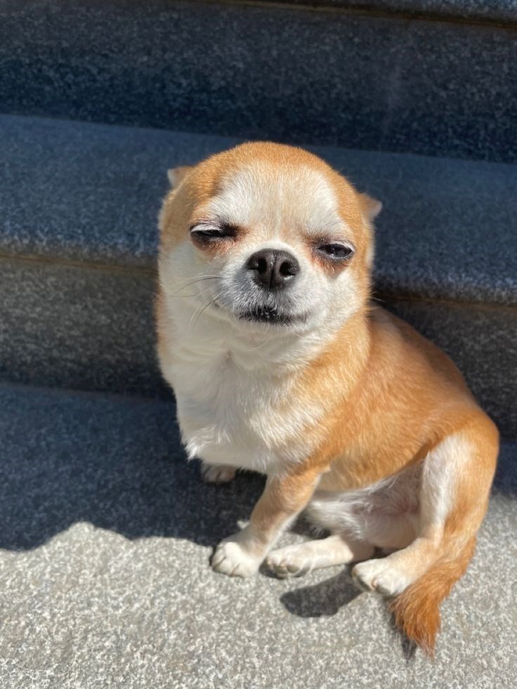 Cheezburger Image 10623138560