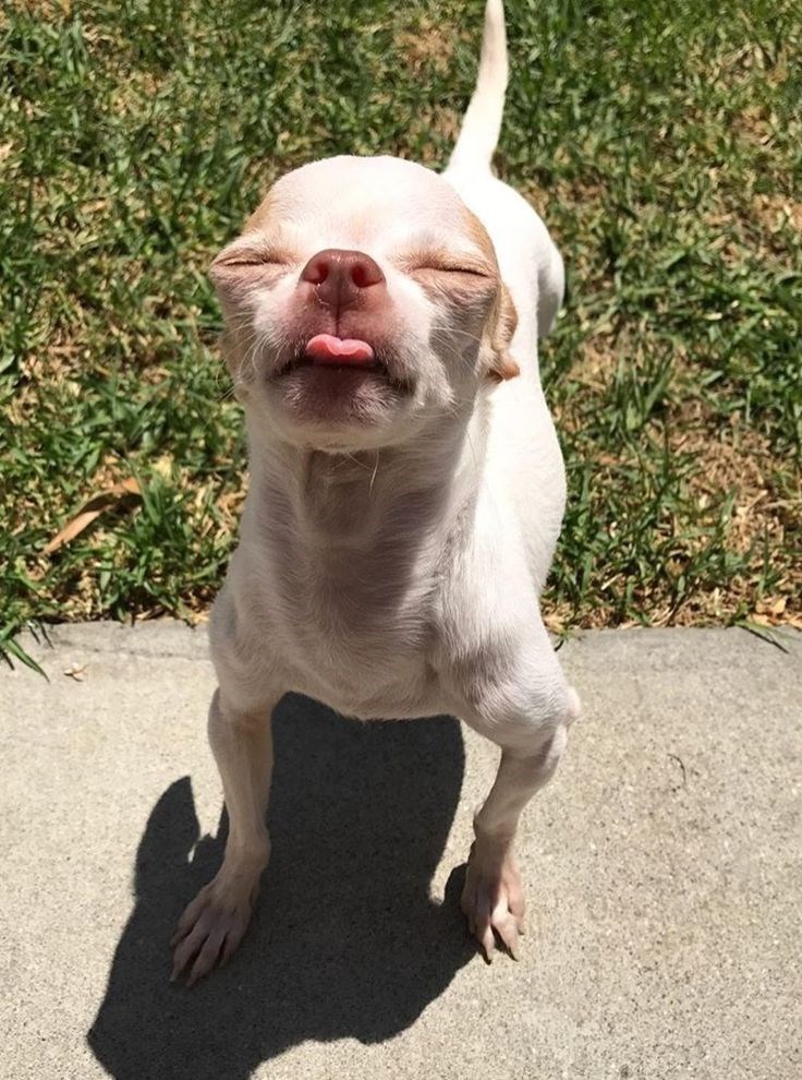 Cheezburger Image 10623139072