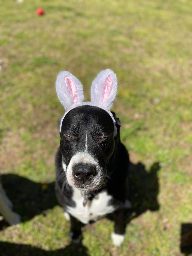 Cheezburger Image 10623141376