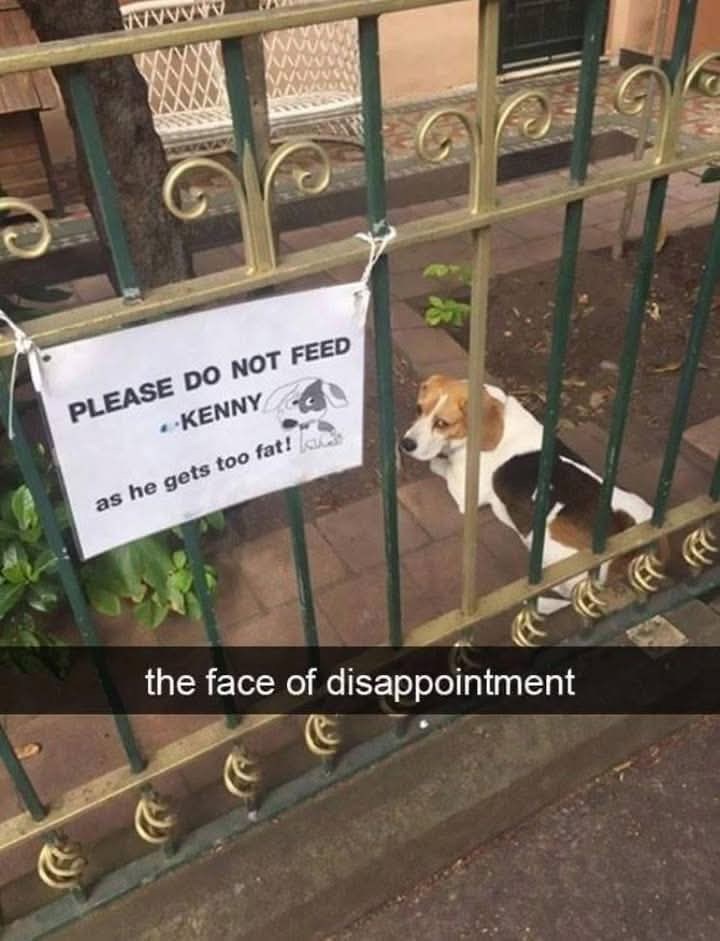 wwwwwww PLEASE DO NOT FEED KENNY as he gets too fat! the face of disappointment