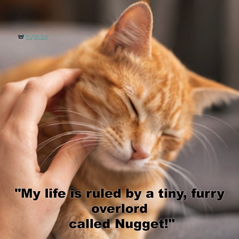 We Love Cats and Kittens "My life is ruled by a tiny, furry overlord called Nugget!"