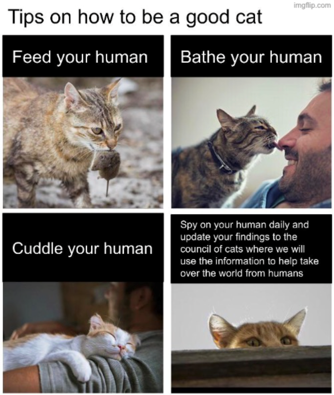 imgflip.com Tips on how to be a good cat Feed your human Bathe your human Cuddle your human Spy on your human daily and update your findings to the council of cats where we will use the information to help take over the world from humans