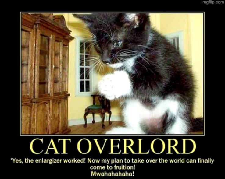 imgflip.com CAT OVERLORD 'Yes, the enlargizer worked! Now my plan to take over the world can finally come to fruition! Mwahahahaha!