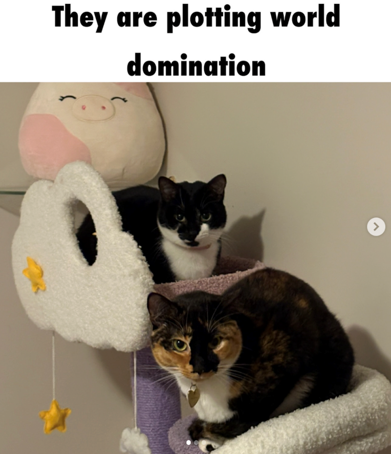 They are plotting world domination >