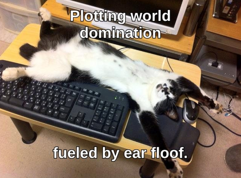 Plotting world domination fueled by ear floof.