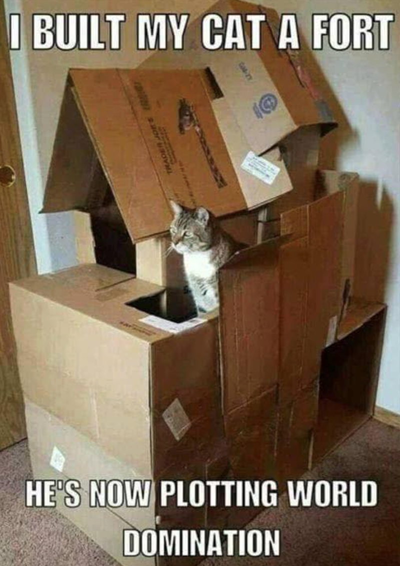 I BUILT MY CAT A FORT @ HE'S NOW PLOTTING WORLD DOMINATION