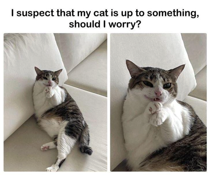I suspect that my cat is up to something, should I worry?