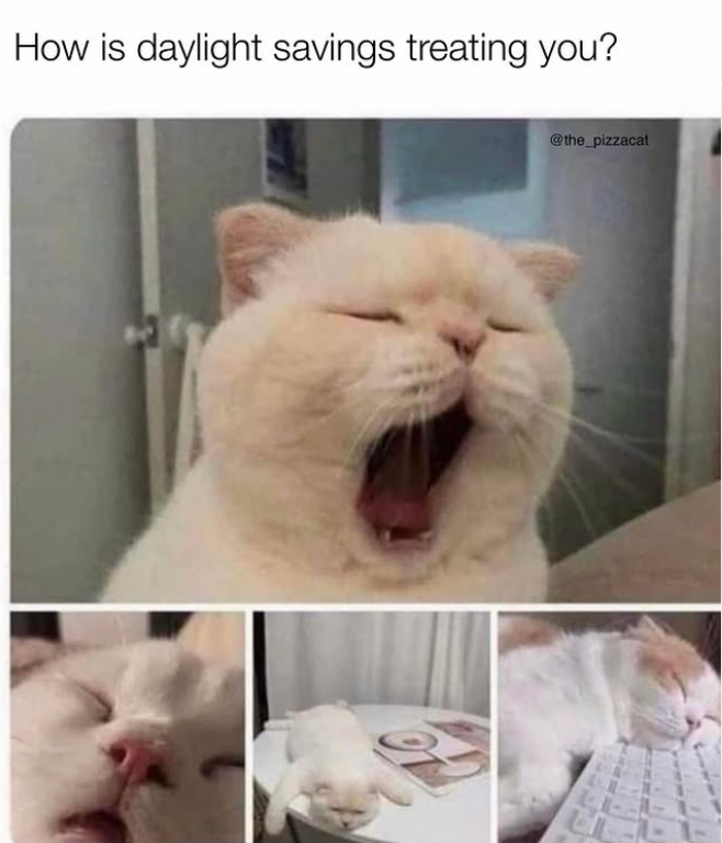 How is daylight savings treating you? @the_pizzacat