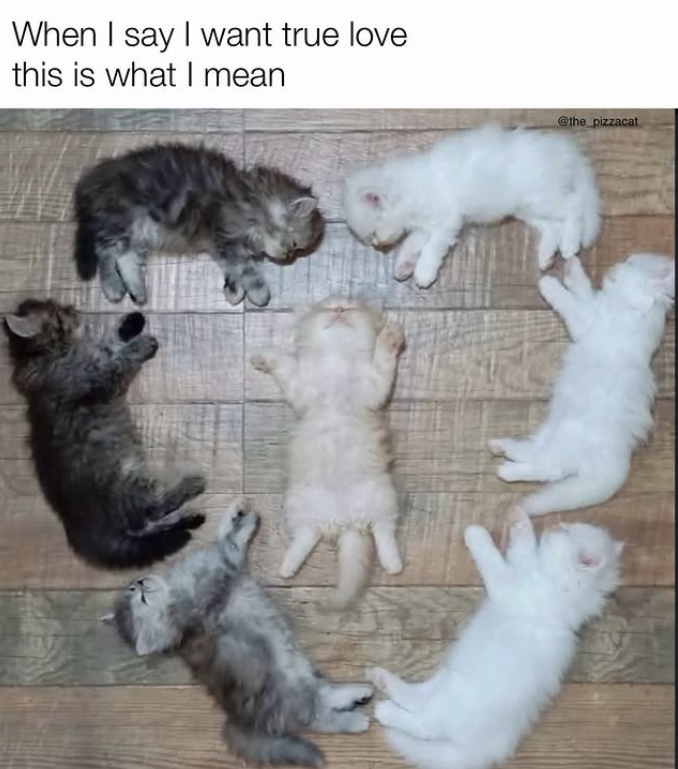 When I say I want true love this is what I mean @the_pizzacat