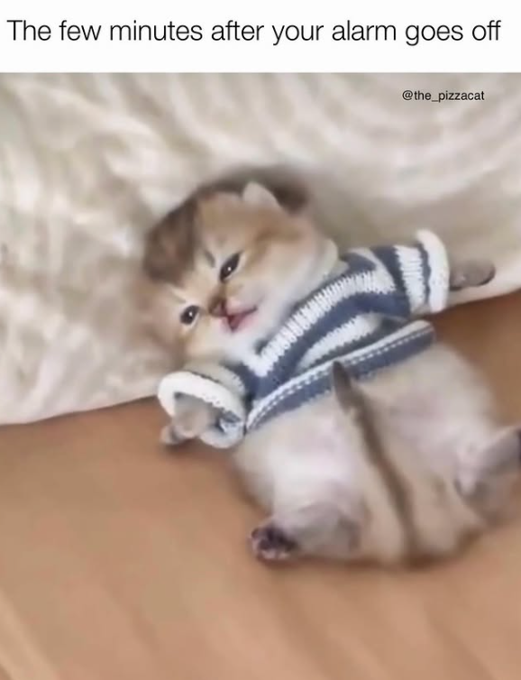 The few minutes after your alarm goes off @the_pizzacat