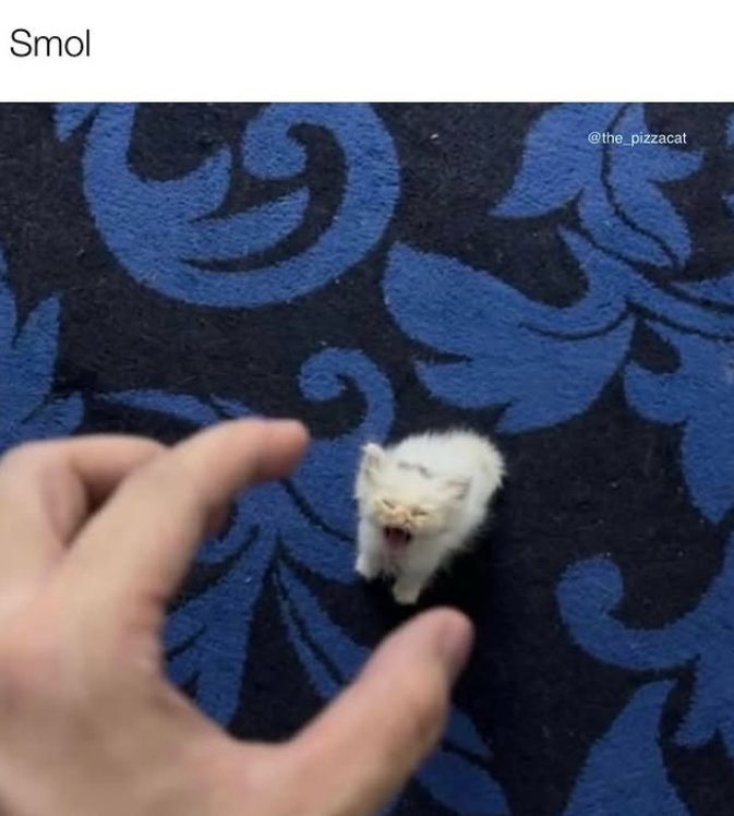 Smol @the_pizzacat