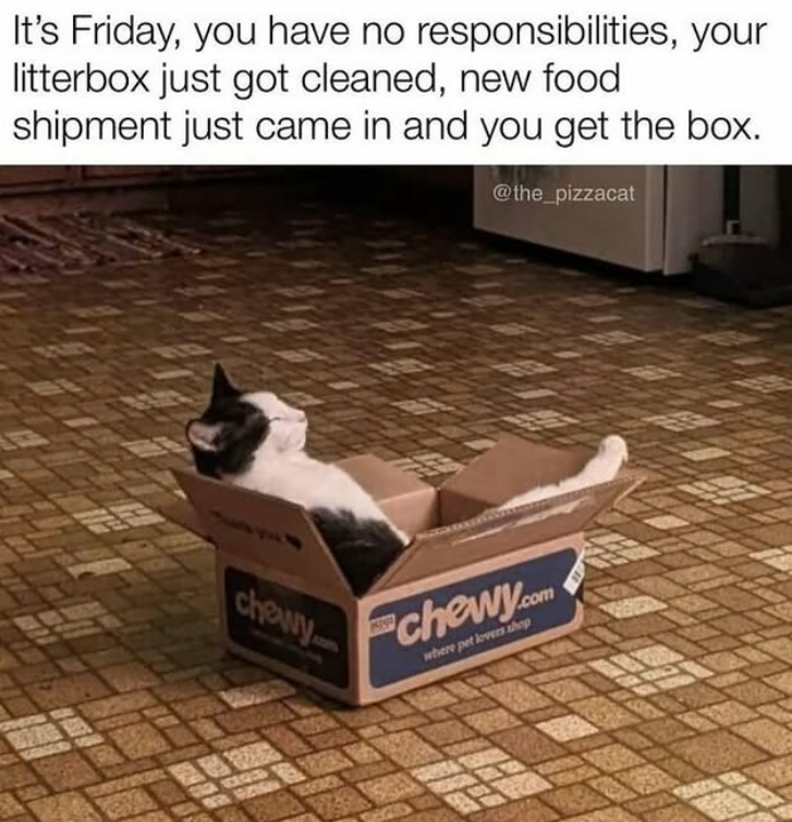 It's Friday, you have no responsibilities, your litterbox just got cleaned, new food shipment just came in and you get the box. @the_pizzacat chowy 15001 chewy.com where pet lovers shop