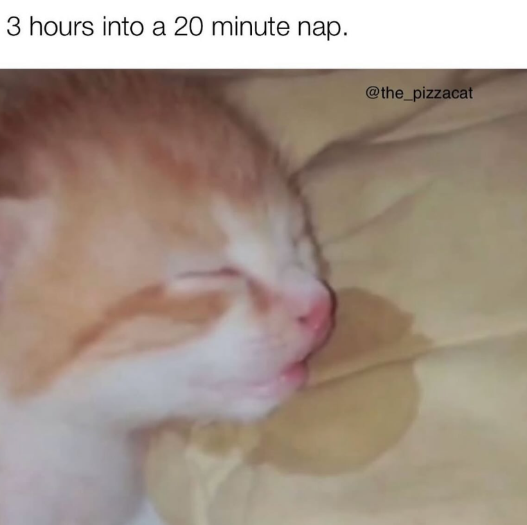 3 hours into a 20 minute nap. @the_pizzacat