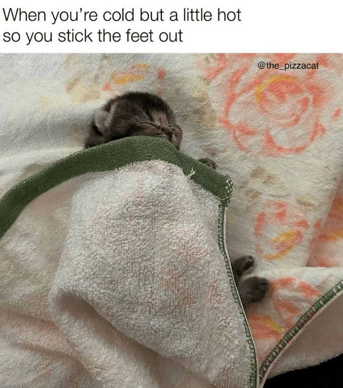 When you're cold but a little hot so you stick the feet out @the_pizzacat
