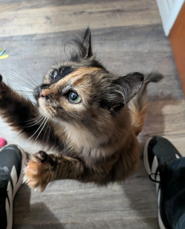 Cheezburger Image 10623353344