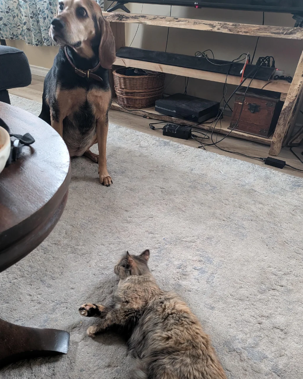 Cheezburger Image 10623353600