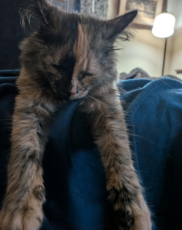 Cheezburger Image 10623354112