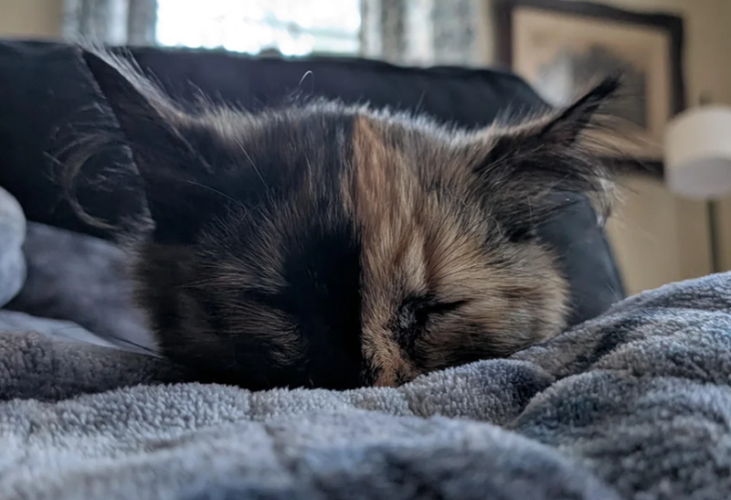 Cheezburger Image 10623354368