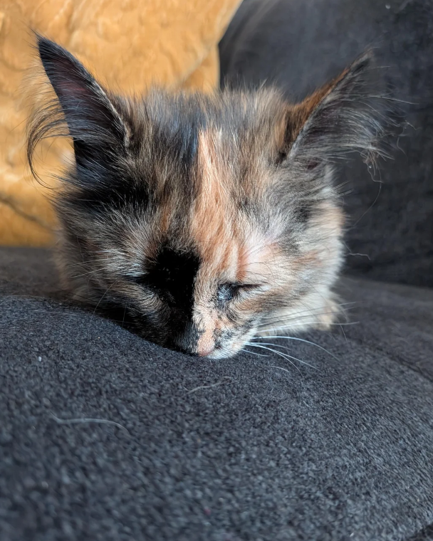 Cheezburger Image 10623354624