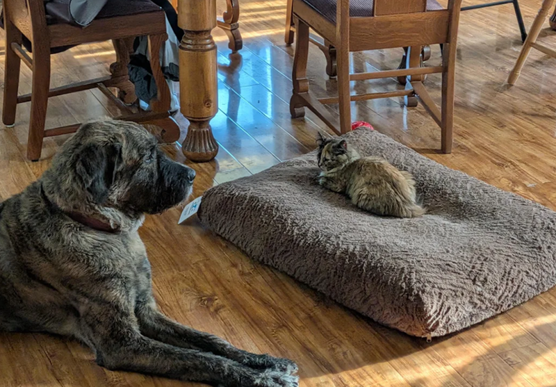 Cheezburger Image 10623355136