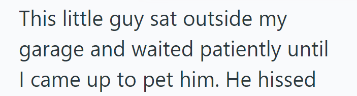 This little guy sat outside my garage and waited patiently until I came up to pet him. He hissed