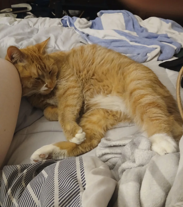 Cheezburger Image 10623358976