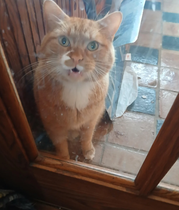 Cheezburger Image 10623360256