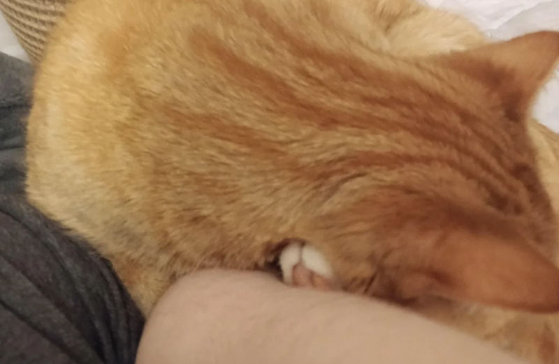 Cheezburger Image 10623360768