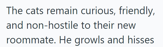 The cats remain curious, friendly, and non-hostile to their new roommate. He growls and hisses