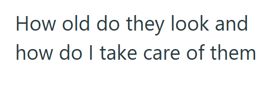 How old do they look and how do I take care of them