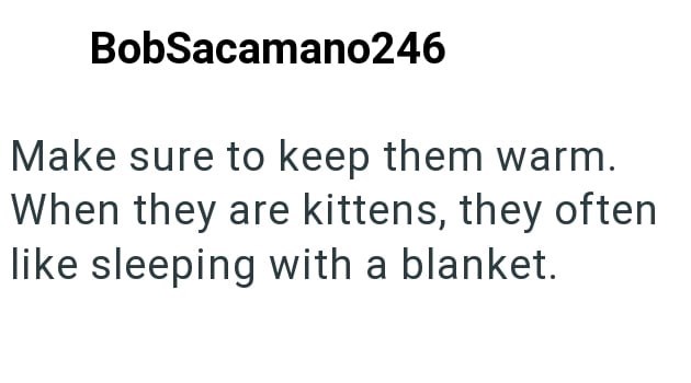 BobSacamano246 Make sure to keep them warm. When they are kittens, they often like sleeping with a blanket.