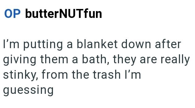 OP butterNUTfun I'm putting a blanket down after giving them a bath, they are really stinky, from the trash I'm guessing