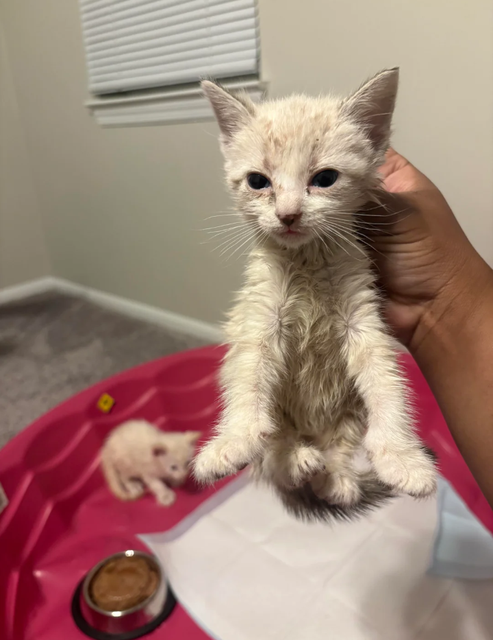 Cheezburger Image 10623367424