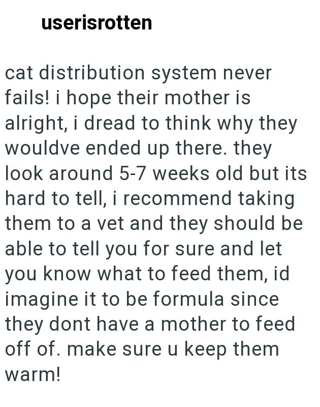 userisrotten cat distribution system never fails! i hope their mother is alright, i dread to think why they wouldve ended up there. they look around 5-7 weeks old but its hard to tell, i recommend taking them to a vet and they should be able to tell you for sure and let you know what to feed them, id imagine it to be formula since they dont have a mother to feed off of. make sure u keep them warm!