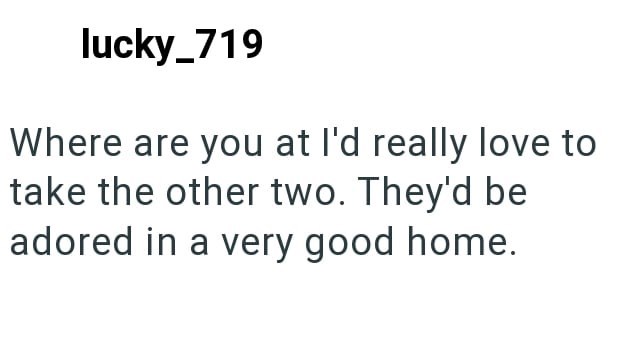 lucky_719 Where are you at I'd really love to take the other two. They'd be adored in a very good home.