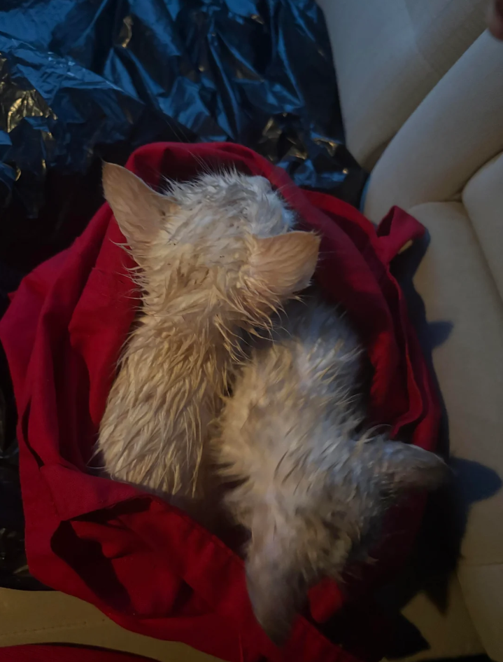 Cheezburger Image 10623368704