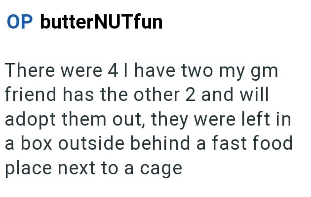 OP butterNUTfun There were 4 I have two my gm friend has the other 2 and will adopt them out, they were left in a box outside behind a fast food place next to a cage
