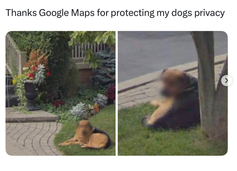 Thanks Google Maps for protecting my dogs privacy >