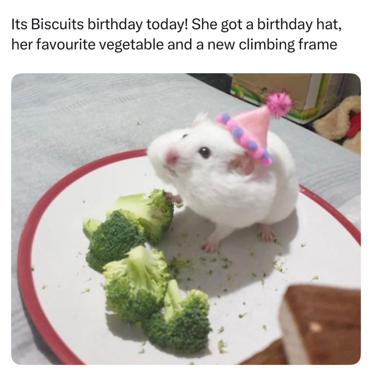 Its Biscuits birthday today! She got a birthday hat, her favourite vegetable and a new climbing frame