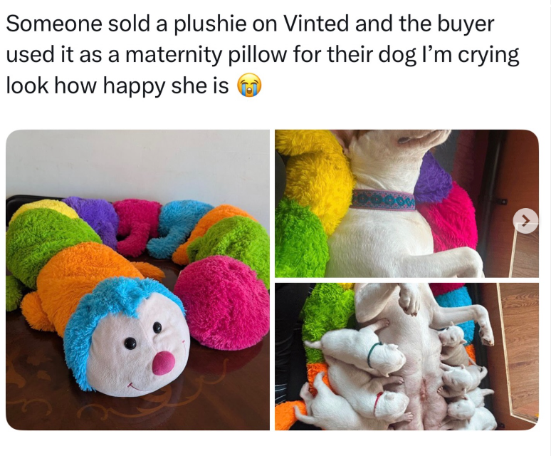 Someone sold a plushie on Vinted and the buyer used it as a maternity pillow for their dog I'm crying look how happy she is ① >