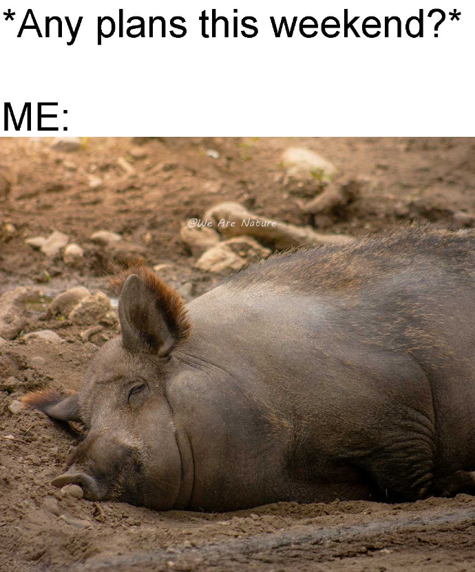 *Any plans this weekend?* ME: @We Are Nature