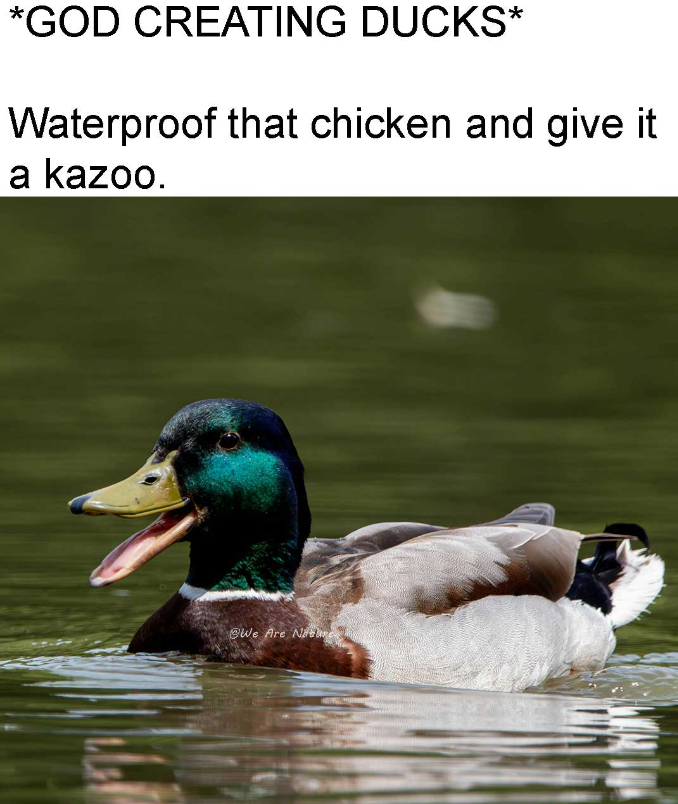 *GOD CREATING DUCKS* Waterproof that chicken and give it a kazoo. We Are Nature