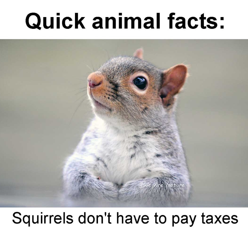 Quick animal facts: @We Are Nature Squirrels don't have to pay taxes