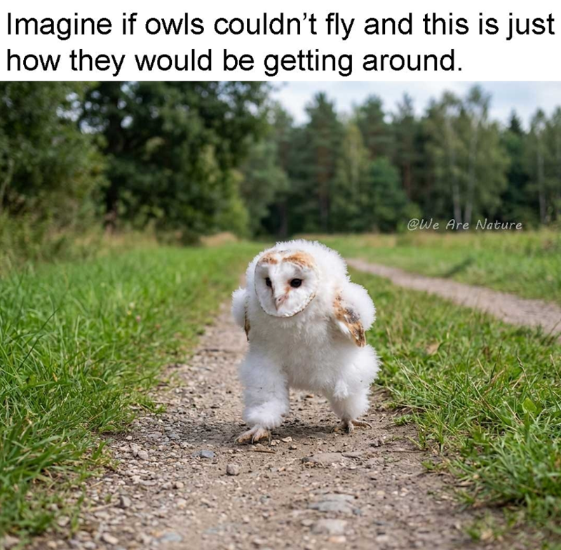 Imagine if owls couldn't fly and this is just how they would be getting around. @We Are Nature
