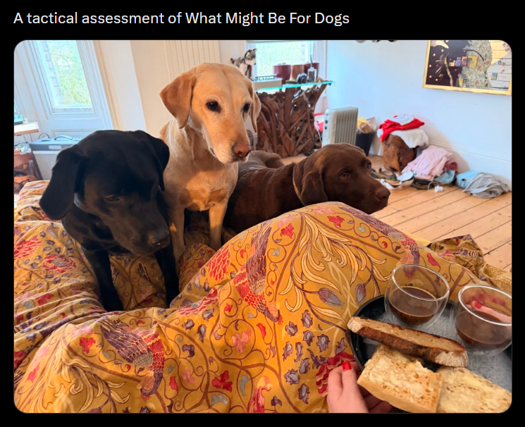A tactical assessment of What Might Be For Dogs