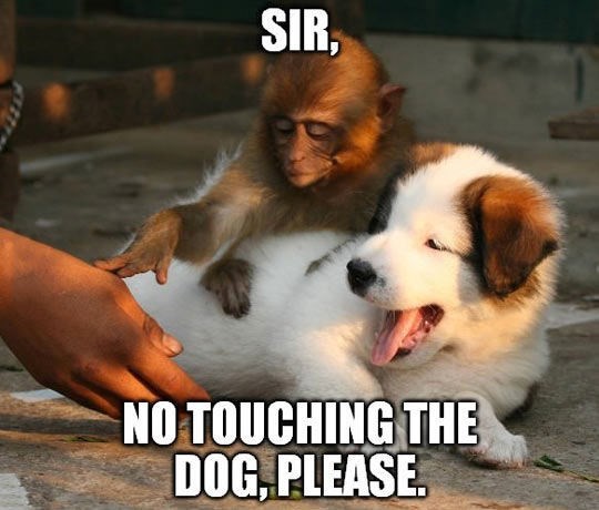 SIR. NO TOUCHING THE DOG, PLEASE.