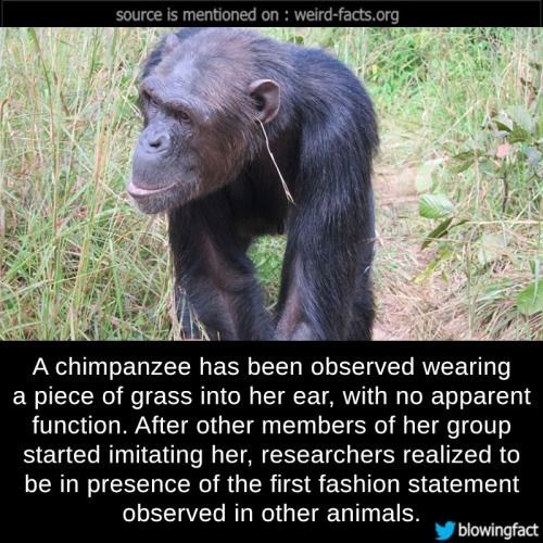 source is mentioned on: weird-facts.org A chimpanzee has been observed wearing a piece of grass into her ear, with no apparent function. After other members of her group started imitating her, researchers realized to be in presence of the first fashion statement observed in other animals. blowingfact