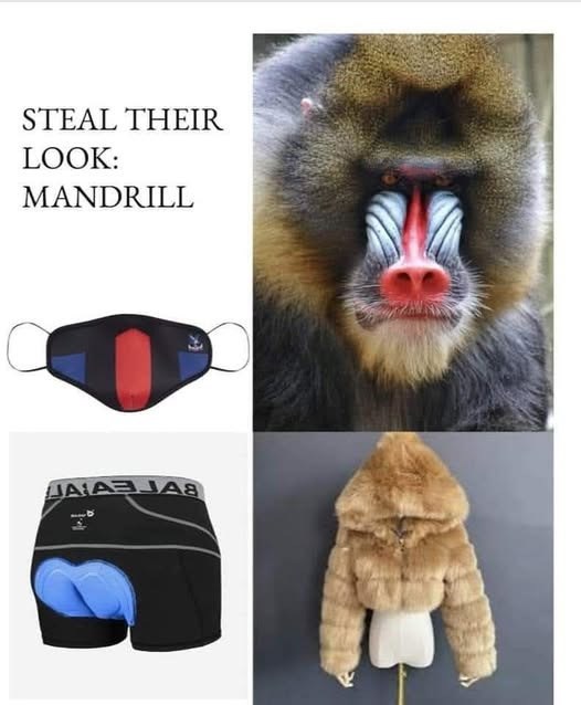 STEAL THEIR LOOK: MANDRILL ДААЗЈА8