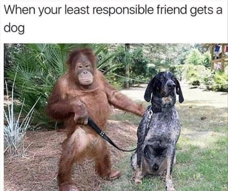 When your least responsible friend gets a dog